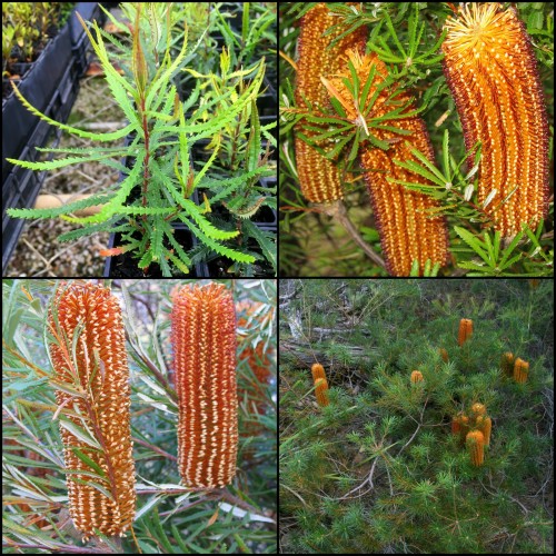 Banksia Hairpin x 1 Plants Hardy Native Shrubs Yellow Flowering Flower Cones Hedge Bird Attracting Rockery Border spinulosa